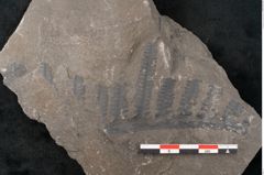 Foto (Detailansicht) von Cyatheites schlotheimii St. (NHMW-GEO-2024-0188-10829)